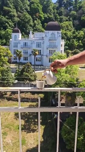 Morning tea service and puppies captured in Abkhazia