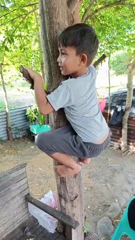 A young boy with dark hair and a light blue t-shirt and gray shorts is climbing a tree. He is barefoot and has his hands and feet on the tree trunk. The boy is looking up and to his right, with his mouth open as if he is speaking or singing. He is on a tree with a rough, brown bark. The background shows a rural setting with green trees and some corrugated metal structures. There is also a wooden structure in the foreground to the left, with some white plastic bags on it. The lighting suggests it is daytime.