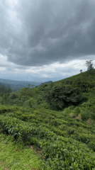 Tea plantation landscape documented under cloudy skies in Illukkumbura