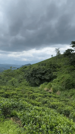 Tea plantation landscape documented under cloudy skies in Illukkumbura