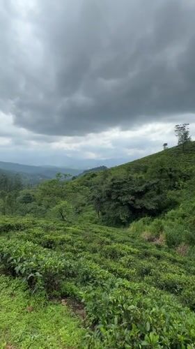 Tea plantation landscape documented under cloudy skies in Illukkumbura