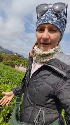 The video shows a woman standing in a tea field. She is wearing a black jacket, a patterned headscarf with sunglasses on top, and a scarf around her neck.  She has a green bag slung across her shoulder.  She smiles at the camera and gestures towards the tea plants around her. The tea field slopes up to the horizon, with mountains visible in the distance under a cloudy sky.  The camera is hand-held, giving a slightly shaky perspective.