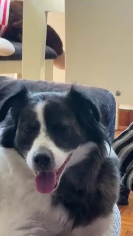 The video shows a close-up of a black and white dog lying down, with its tongue hanging out. The dog's eyes are mostly closed, and it appears to be relaxed or sleeping. The background is out of focus, but suggests an indoor setting with furniture. The lighting is dim.