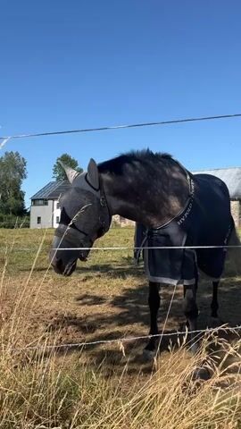 A dark-colored horse stands in a grassy field, its head lowered as it grazes. The horse wears a dark blue fly sheet and a patterned fly mask that covers its eyes and ears. The horse is partially obscured by tall, dry grass in the foreground, and a barbed wire fence runs horizontally across the frame. In the background, a modern building with solar panels on the roof is visible, along with trees under a clear blue sky. The scene is bathed in sunlight.