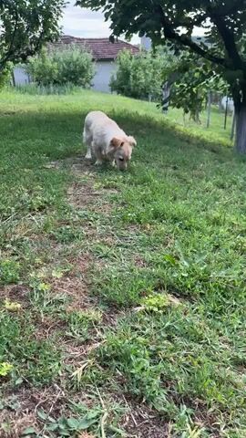 A medium-shot video shows a light-colored dog with its tail held high, trotting through a grassy area. The dog has floppy ears and is looking down, appearing to sniff the ground. In the background, a traditional Bulgarian house with a red-tiled roof is visible, surrounded by green trees and vegetation. The scene is bathed in natural light, suggesting it is daytime. The grass is a mix of green and dry patches, and there are some bare dirt paths. The overall atmosphere is peaceful and evokes a sense of a rural setting in Tsarevets, Bulgaria. The dog's body language suggests curiosity and engagement with its surroundings. There is no visible text in the video.