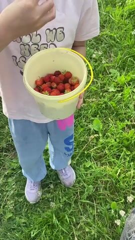 The video shows a close-up of a person, likely a child, holding a bucket filled with strawberries. The person is wearing a pink t-shirt with the text "ALL WE NEED IS LOVE" printed on it and light blue sweatpants. They are also wearing purple sneakers. The bucket is light yellow with a yellow handle. The person is in an outdoor setting with lush green grass and some small white flowers. The person's hand is visible reaching towards the bucket, possibly to pick a strawberry. The video is shot from a slightly elevated perspective, looking down at the bucket and the person's legs.
