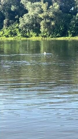 A white duck swims in a body of water. The duck is in the center of the frame and is facing to the left. The water is calm and reflects the trees on the bank. The trees are green and lush, indicating a warm season.