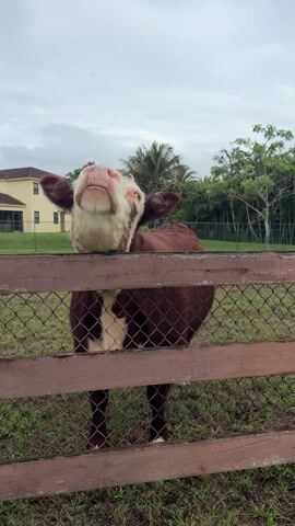 A brown-and-white cow stands behind a dark wooden and wire fence. The cow leans its head over the fence and stares directly at the camera, sometimes lifting its head slightly and tilting its face up. The background features a grassy field, a yellow house with dark roofing, and several trees. The sky is overcast.