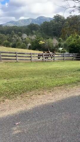 The video shows three horses in a fenced-in grassy area with a road in the foreground and hills with trees in the background. The horses are brown and white. One horse is looking directly at the camera. The sky is cloudy.