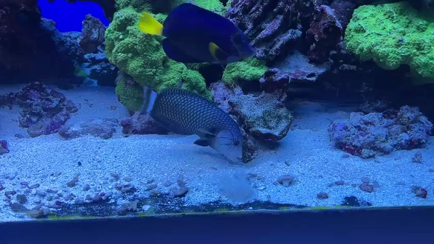 This media file captures a glimpse of an aquarium, likely a saltwater reef tank, populated with vibrant marine life. The scene is dominated by a sandy substrate, scattered with small rocks and coral fragments. Lush green coral formations stand tall, providing a backdrop and habitat for the inhabitants.

Two fish are prominently featured. A large, dark blue tang with a bright yellow tail fin swims gracefully near the top of the frame. Below it, a patterned fish with a grey and white checkered body is actively foraging on the sandy bottom, its head down as if searching for food. In the background, a small orange and white clownfish is visible, peeking out from behind a coral structure.

The lighting appears to be typical aquarium lighting, highlighting the vivid colors of the coral and fish, creating an ethereal underwater ambiance. The overall impression is one of a healthy and thriving aquatic ecosystem. There is no visible text within the frame. The time of day is indeterminate, as it's an indoor environment with artificial lighting. The location context of Międzyzdroje, Poland, suggests this aquarium might be part of a public aquarium, a private collection, or a marine research facility in that region.