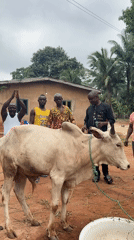 Men gather with Zebu bull in rural Nigeria