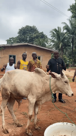 Men gather with Zebu bull in rural Nigeria