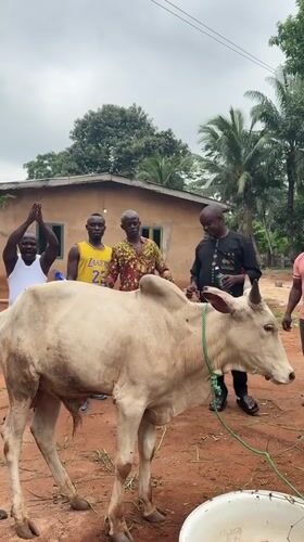 Men gather with Zebu bull in rural Nigeria