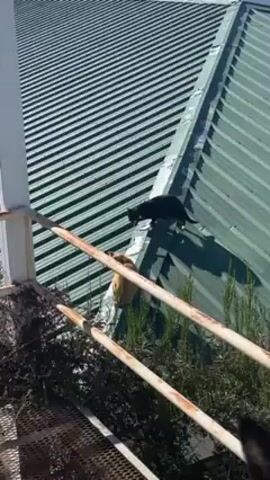 The video shows a black cat walking on a green corrugated metal roof. A ginger cat is also on the roof. The roof appears to be part of a building. A rusted metal railing is in the foreground, partially obscuring the view. There are plants or bushes behind the railing. The scene is well-lit, suggesting a sunny day.