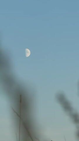 A vertical video shot outdoors shows a clear blue sky with a half-moon visible in the upper left quadrant. The foreground is out of focus, showing blurry shapes of vegetation, possibly tall grass or reeds, in muted brown and green tones. The camera seems to be moving slightly, causing the out-of-focus foreground elements to shift and blur. The overall lighting suggests daytime, possibly late afternoon or early morning, due to the presence of the moon and the soft sky color.