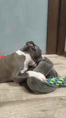 Pit bull puppy plays with rope toys on a wooden floor