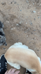 Afternoon dog walk documented in Chaikovsky, Russia