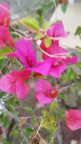 This video shows a close-up, slightly out-of-focus shot of bright pink bougainvillea flowers. The flowers are on a branch with some green leaves and thin, dry twigs. The background is blurred and appears to be an outdoor setting with a hint of a pale wall or structure. The video is very short, lasting only a few seconds, and there is no discernible action or interaction.