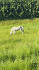 Horse grazes peacefully in German countryside field