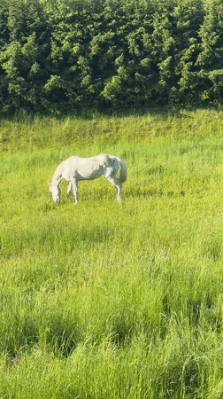 Horse grazes peacefully in German countryside field