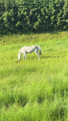 Horse grazes peacefully in German countryside field