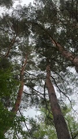 The video shows a low-angle view of tall trees in a forest. The tree trunks are visible, extending upwards toward the sky, which is overcast. The trees are mostly coniferous, with green needles and brown bark. There are also some deciduous trees with broad green leaves visible in the lower left portion of the frame. The camera is still, and there is no apparent movement or action in the video. The scene is quiet and peaceful.