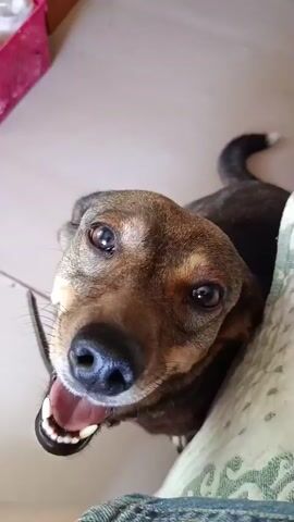 A video shows a small brown dog with a black snout and floppy ears looking up at the camera. The dog has its tongue hanging out and appears to be smiling. The background is a tiled floor with a pink basket in the upper left corner of the frame, containing some white items. A person's leg, clad in blue jeans, is visible in the lower part of the frame. The lighting suggests it is daytime. The dog's expression is happy and playful. There is no visible text in the video.