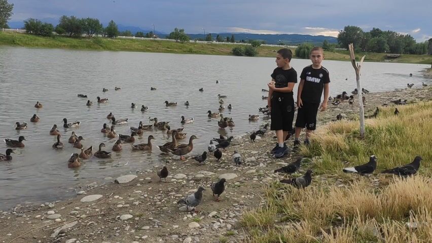 This media file features a scenic outdoor shot of a lake in Kipshek, Russia. The primary subjects are two young boys standing on the rocky shore, observing a large flock of ducks on the water. The setting is a tranquil lake surrounded by lush green grass and trees, with a white fence and distant hills visible in the background. The sky is overcast, suggesting a cloudy day.

The boys are dressed casually in black t-shirts and shorts, with one boy wearing a shirt that appears to have "BMW" printed on it. They are looking towards the water, and their stance suggests curiosity and engagement with the ducks. Several ducks are swimming in the water, while others are gathered on the shore, some seemingly being fed by the boys or pecking at the ground. Pigeons are also present on the shore.

The overall mood of the scene is peaceful and natural, capturing a moment of connection between the children and the wildlife. The time of day appears to be late afternoon or early evening, given the soft lighting and the cloud cover. The shoreline is a mix of pebbles and gravel, with tall, dry grass growing along the edge. A dead tree trunk stands upright on the right side of the frame.

The activity depicted is the observation and likely feeding of ducks and pigeons by two boys at the edge of a lake. The presence of numerous birds suggests this is a common feeding spot. The background details, including the fence and hills, help establish the rural or semi-rural context of the location in Kipshek, Russia.