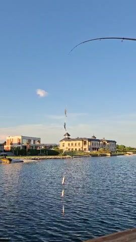 The video shows a fishing line with multiple small fish attached, hanging in the air above a body of water. A fishing rod is visible at the top of the frame, bent as if actively in use. In the background, there is a large, classical-style building situated on the shore, with a clear blue sky overhead. The water appears calm, and there are some modern buildings on the left side of the frame. The fish are suspended in a vertical line, with the uppermost fish closest to the fishing rod and the lowest fish hovering just above the water's surface.