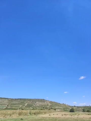A video captures a landscape with a bright blue sky. The foreground shows dry grass and some foliage, with a fence post visible. In the middle ground, there's a field of what appears to be dry crops, possibly corn stalks, extending towards a hillside. The hillside is terraced and covered with green vegetation, likely vineyards, stretching across the scene. The background features more rolling hills and scattered trees under the vast blue sky, with a few wispy clouds. The camera pans slightly, offering a view of dense trees in the mid-ground, with their green leaves contrasting with the blue sky. The video transitions from a wider landscape shot to a closer view of the trees, then back to a wider perspective, showing the trees as part of the overall environment.