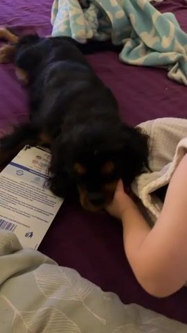 A black and tan dog is lying on a purple surface, likely a bed. A person's arm and hand are visible, with the hand gently touching or holding the dog's muzzle. A piece of paper, possibly packaging or an instruction manual, is positioned beneath the dog and the person's hand. The background shows blurred blankets and furniture. The lighting appears to be indoor.