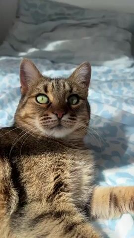 The video features a domestic tabby cat relaxing indoors, likely on a bed, in Beverwijk, Netherlands. The cat has distinct brown and black striped tabby fur, with a lighter-colored chin and chest. Its most striking features are its vivid emerald green eyes and long, prominent white whiskers. It also has a small pink nose.

Bright natural sunlight illuminates the scene, highlighting the cat's fur and eyes, suggesting a sunny daytime setting. The cat is lying on a light blue and white patterned fabric, possibly a bedsheet or duvet cover.

Throughout the short clip, the camera focuses intently on the cat's face. It begins with a medium close-up, showing the cat looking directly at the viewer with a calm, curious expression. The camera then zooms in very close, nearly filling the frame with one of the cat's eyes, and then pans slightly as the cat turns its head away, showing its profile before the video ends. The cat appears relaxed and observant. There is no visible text.