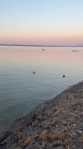 This is a vertical video clip showing a tranquil lake scene at dusk. The sky transitions from a soft blue at the top to a delicate pink and peach hue near the horizon, indicating the time is sunset. The water is calm, with gentle ripples spreading from two ducks swimming on the surface. One duck is closer to the foreground and is actively dipping its head into the water, while the other is further out and appears to be resting.

In the background, a long, flat shoreline is visible, dotted with what appear to be distant boats and possibly a pier on the right side. The water itself is clear enough in some areas to reveal the rocky lakebed beneath. The immediate foreground is dominated by a rough, rocky embankment covered with sparse, dry grass and vegetation.

The overall mood is peaceful and serene, capturing a quiet moment in nature as day transitions to night. The location is identified as Gstadt am Chiemsee, Germany, a Bavarian town known for its picturesque lake setting. There is no visible text within the video.