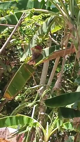 The video shows a close-up of a banana tree with a banana flower hanging. The flower is dark red and has a pointed tip. The leaves of the banana tree are large and green, and they surround the flower. The background is out of focus but appears to be a lush, green environment, possibly a garden or a jungle. The lighting suggests it is daytime.