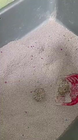 A red litter scoop is shown cleaning a litter box. The scoop is scooping up two clumps of cat feces that have been clumped by clumping cat litter. The litter box appears to be made of gray plastic and is filled with light-colored, granular clumping cat litter with some scattered pink and blue particles. The video is shot from a slightly elevated angle, looking down into the litter box.
