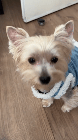Dressed-up Yorkshire Terrier at home in Plovdiv