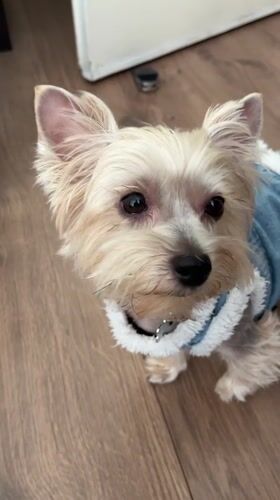 Dressed-up Yorkshire Terrier at home in Plovdiv