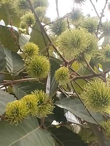 The camera points upwards towards a rambutan tree with unripe green fruits. The tree's brown branches are laden with clusters of the spiky fruit. Green leaves are interspersed throughout. The sky is visible in the background. The camera remains static.