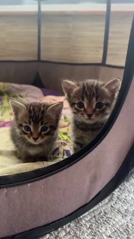 Two tabby kittens sit facing the camera in a pet carrier. A grey kitten and a cream-colored kitten are wrestling on a grey carpet. The two tabby kittens are visible in the background through the opening of the pet carrier.