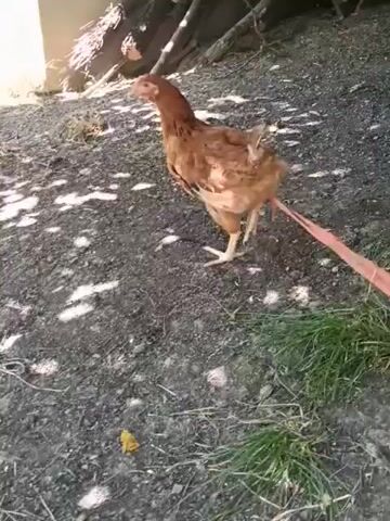 A brown hen with a pink leash attached to its leg walks on dirt with some green grass. Sunlight casts shadows on the ground.