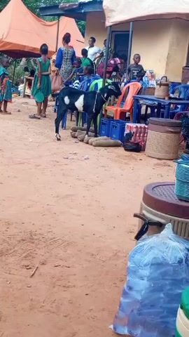 The video shows an outdoor event, possibly a party or a celebration, in what looks like a rural area. The ground is a red-orange dirt. Several people, including children, are seen milling around. There are tents set up to provide shade, and plastic chairs are arranged for seating. A goat stands in the middle of the area. A table is covered with a white lace tablecloth, with a large silver bowl of what appears to be salad, and some plates on it. Bibles are stacked on the table.