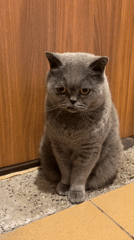 British Shorthair cat observed indoors in Burgas, Bulgaria