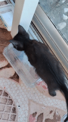 A litter of kittens playing, nursing, and exploring in Konyaaltı
