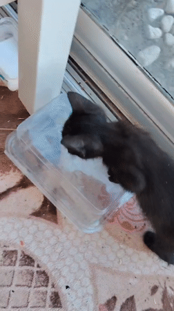 A litter of kittens playing, nursing, and exploring in Konyaaltı