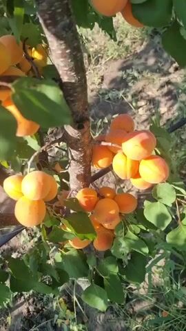 The video shows an apricot tree laden with ripe fruit. The camera pans slowly across the branches, focusing on clusters of apricots. The fruit is a vibrant orange color, and many are partially obscured by green leaves. The background appears to be a field or garden, with dappled sunlight filtering through the foliage. The overall impression is one of abundance and natural beauty.