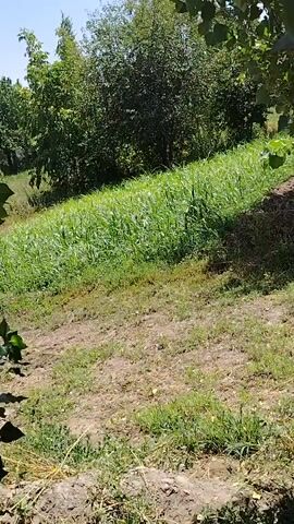 This video shows an outdoor scene with a field of tall green plants, likely crops, in the background. The foreground is a patchy area of dirt and short grass. There are trees and foliage visible on the edges of the frame, suggesting a natural or semi-rural environment. The sky is bright, indicating daylight. There are no people or identifiable objects visible in the video. The camera appears to be stationary or is panning slightly.