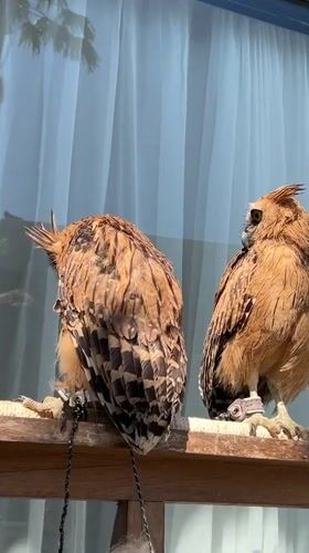 Two owls perched on a wooden railing in Kuta Selatan