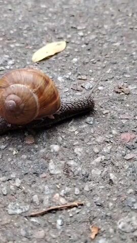 A snail crawls across a rough, gray, pebbly surface, possibly asphalt or concrete. The snail's shell is a spiral of brown and tan hues. It has two antennae extended, and its body is visible moving forward. A single dried leaf rests on the surface to the left of the snail, and small pieces of debris, including a thin twig, are scattered around it. The lighting suggests it is daytime.