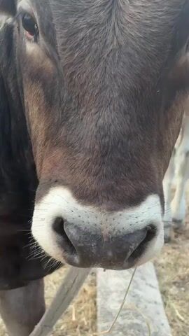 The video shows a close-up of a brown cow's face, focusing on its snout and eyes. The cow is standing outdoors, with dry grass and dirt on the ground. In the background, a white building, mountains, and palm trees are visible. The cow is tied with a rope, which is attached to a collar around its neck. The camera slowly zooms out, revealing more of the cow's body and its surroundings. The cow appears to be calm and is looking directly at the camera. The lighting suggests it is daytime, possibly late afternoon. The video is shot from a low angle, emphasizing the cow's size and presence.