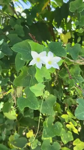 A close-up video shows two white flowers with yellow centers. The flowers are surrounded by lush green leaves. The background is filled with more green foliage, suggesting an outdoor garden setting. The flowers are delicate and star-shaped.